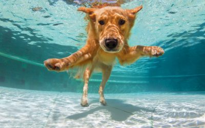 Hundebadetag mit Unterwasser Fotoshooting